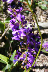 Native Sarsparilla flourishes amongst the revegetation plants (no further link) (Photo: Denise Rivers)