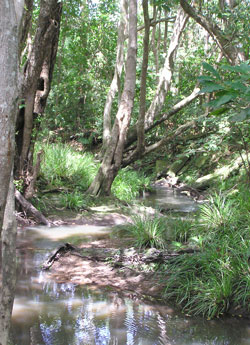 The Brook has a special charm in the dappled sunlight