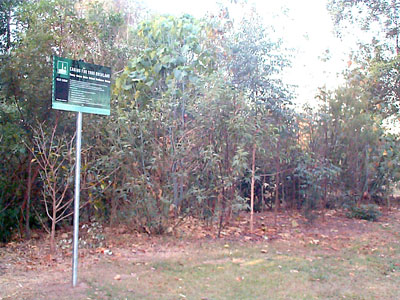 Reveg Area in August 2004