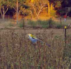 Pale-headed rosella