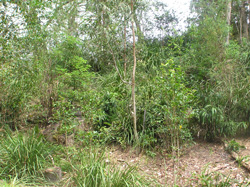Lush growth three years after upgrade
