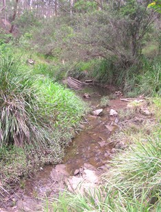 Lomandra Brook running well