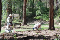 Group Revegetation Activity 18/11/2007