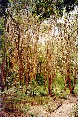 Paperbark forest