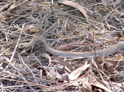 Yellow-Faced Whip Snake on prowl