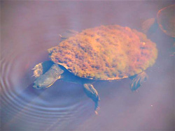 Short-necked Turtle