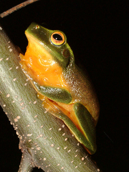 Graceful Treefrog near Mitchelton (D. Dolby photograph)